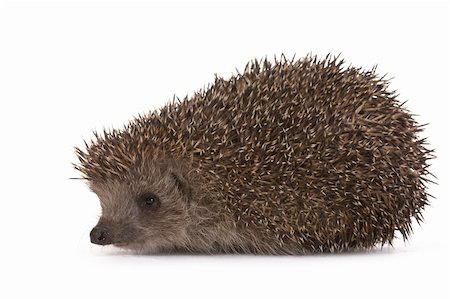 prickly protection - Hedgehog isolated on a white background Stock Photo - Budget Royalty-Free & Subscription, Code: 400-04369243