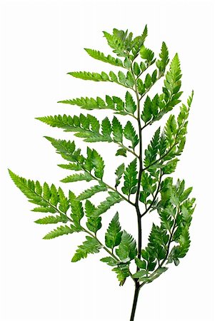 simsearch:400-04701752,k - Fern leaf isolated on white background. Photographie de stock - Aubaine LD & Abonnement, Code: 400-04369862