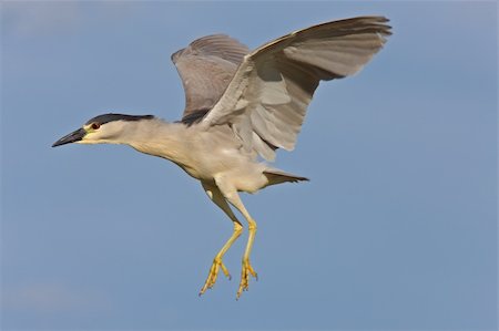flying bird image black white - Black crowned Night Heron Canada Stock Photo - Budget Royalty-Free & Subscription, Code: 400-04369888