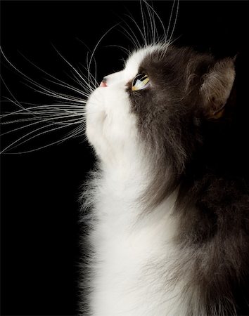 head portrait of cat on black background Photographie de stock - Aubaine LD & Abonnement, Code: 400-04361601