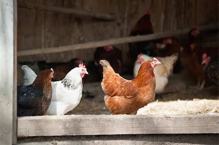 Group of chicken in an open chicken house Stock Photo - Budget Royalty-Free & Subscription, Code: 400-04375681