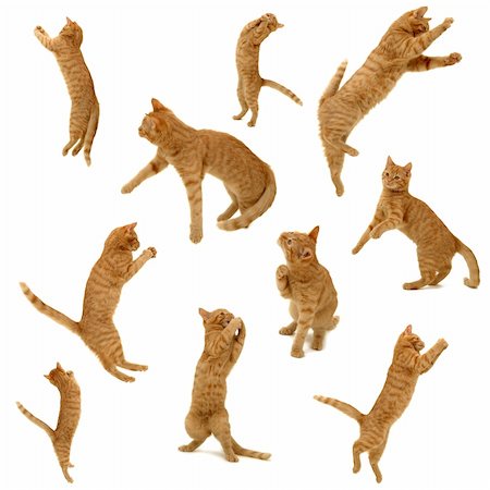 simsearch:400-05701368,k - Collection of jumping kittens in action. On white background. 3500 x 3500 pixels. Stock Photo - Budget Royalty-Free & Subscription, Code: 400-04376151