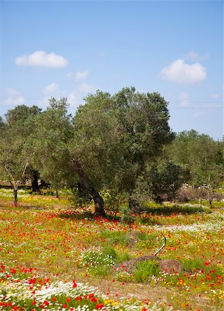 simsearch:400-04794343,k - olive trees with summer flowers Stock Photo - Budget Royalty-Free & Subscription, Code: 400-04376267