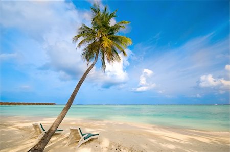 simsearch:400-03991814,k - beautiful empty beach with a single palm tree Stock Photo - Budget Royalty-Free & Subscription, Code: 400-04378135