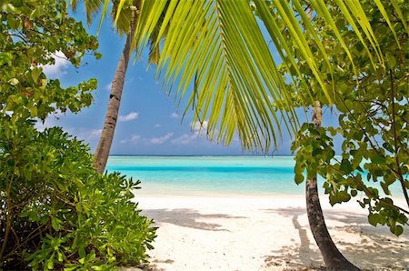 simsearch:400-03991814,k - beautiful tropical beach on the maldives Stock Photo - Budget Royalty-Free & Subscription, Code: 400-04378155