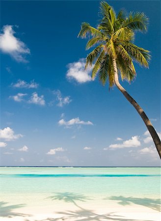 simsearch:400-03991814,k - coconut palm tree on an unspoilt beach Stock Photo - Budget Royalty-Free & Subscription, Code: 400-04378157