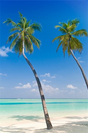 simsearch:400-03991814,k - Two Palmtrees on a tropical beach Stock Photo - Budget Royalty-Free & Subscription, Code: 400-04378158
