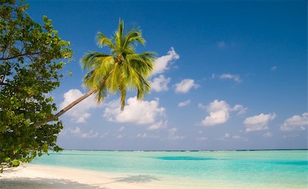 simsearch:400-03991814,k - coconut palm tree on a tropical beach Stock Photo - Budget Royalty-Free & Subscription, Code: 400-04378164