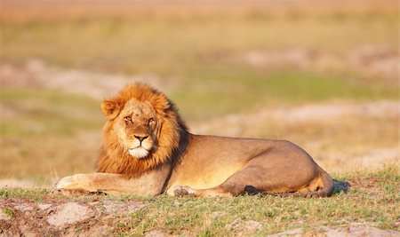 Lion (panthera leo) lying in savannah in Botswana Stock Photo - Budget Royalty-Free & Subscription, Code: 400-04378410