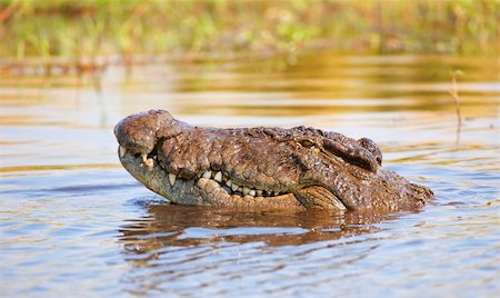 Single Crocodile (Crocodylus niloticus) in the river in Botswana Stock Photo - Budget Royalty-Free & Subscription, Code: 400-04378413