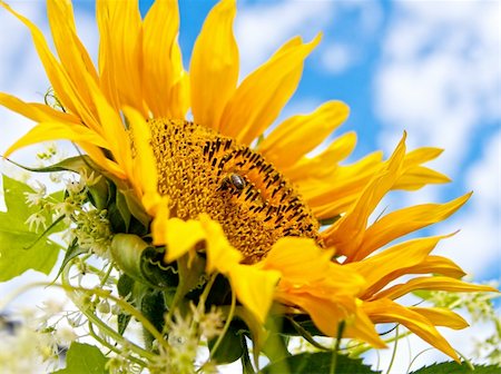 simsearch:400-05671297,k - Beautiful sunflower Stock Photo - Budget Royalty-Free & Subscription, Code: 400-04378426