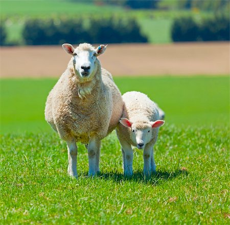 Image of sheep grazing in the fields of New Zealand Stock Photo - Budget Royalty-Free & Subscription, Code: 400-04378454