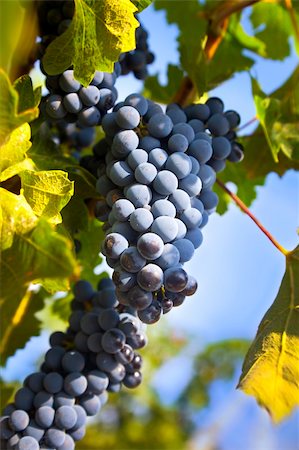 simsearch:846-03166143,k - Grapes on the Vine / summer / farmland Stock Photo - Budget Royalty-Free & Subscription, Code: 400-04378680