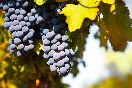 simsearch:846-03166143,k - Grapes on the Vine / summer / farmland Stock Photo - Budget Royalty-Free & Subscription, Code: 400-04378681