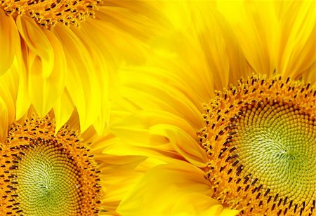 simsearch:400-05671297,k - Sunflowers background Stock Photo - Budget Royalty-Free & Subscription, Code: 400-04379617