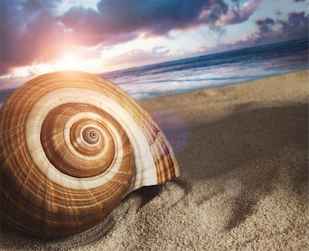 simsearch:400-04581013,k - Large seashell in the sand at sunset Stock Photo - Budget Royalty-Free & Subscription, Code: 400-04379854