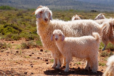 simsearch:400-05294140,k - Angora goat mother with her kid seperate from the herd Stock Photo - Budget Royalty-Free & Subscription, Code: 400-04370005