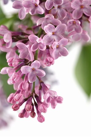 Beautiful fragrant pink lilac on white background Stock Photo - Budget Royalty-Free & Subscription, Code: 400-04370193