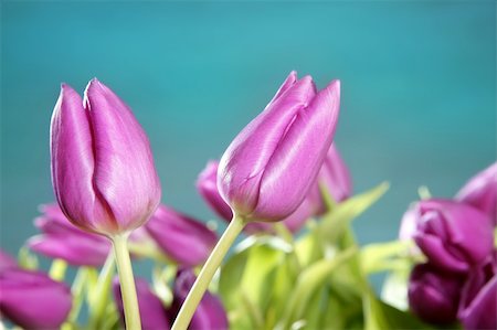 tulips pink flowers blue green studio shot background Foto de stock - Super Valor sin royalties y Suscripción, Código: 400-04370928