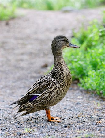 drake - Female mallard duck (Anas platyrhynchos) Stock Photo - Budget Royalty-Free & Subscription, Code: 400-04372061