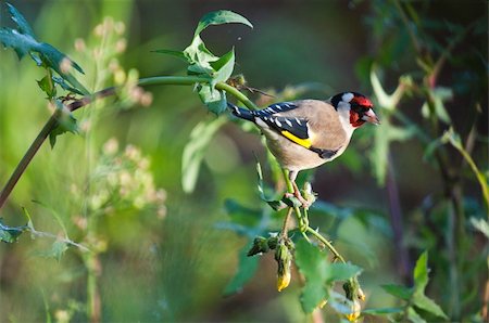 simsearch:400-04604339,k - bird on the tree, goldfinch species Stock Photo - Budget Royalty-Free & Subscription, Code: 400-04372254