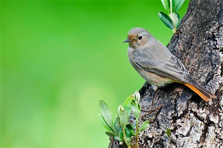 sparrow - little bird on the tree olive Stock Photo - Budget Royalty-Free & Subscription, Code: 400-04372255