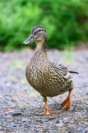 drake - Female mallard duck (Anas platyrhynchos) Stock Photo - Budget Royalty-Free & Subscription, Code: 400-04373181