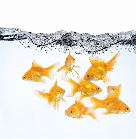 large group of goldfish in water isolated on white background Stock Photo - Budget Royalty-Free & Subscription, Code: 400-04384039