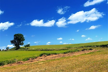 simsearch:400-03991406,k - summer country view with field and tree Stock Photo - Budget Royalty-Free & Subscription, Code: 400-04384102