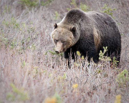 Grizzly bear in Banff national park Stock Photo - Budget Royalty-Free & Subscription, Code: 400-04384597