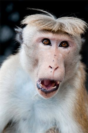 simsearch:400-04748544,k - Portrait of wild smart monkey with clever and calm look Stock Photo - Budget Royalty-Free & Subscription, Code: 400-04385243