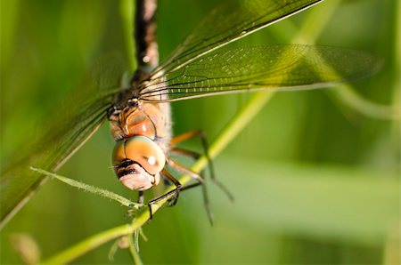 close up shot of a dragonfly on a stick Stock Photo - Budget Royalty-Free & Subscription, Code: 400-04386095