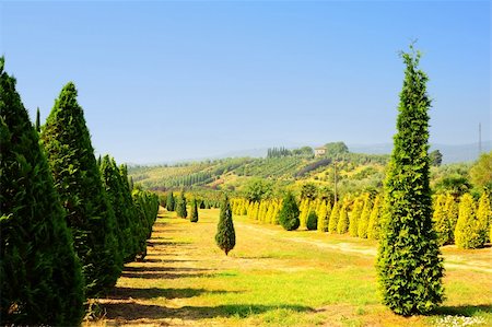 simsearch:400-04882980,k - Cypress Trees in The Nursery Garden in Tuscany, Italy Photographie de stock - Aubaine LD & Abonnement, Code: 400-04380140