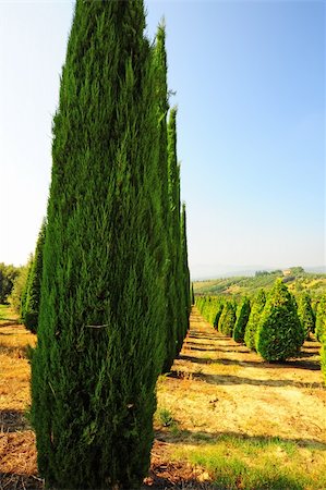 simsearch:400-04882980,k - Cypress Trees in The Nursery Garden in Tuscany, Italy Photographie de stock - Aubaine LD & Abonnement, Code: 400-04380168