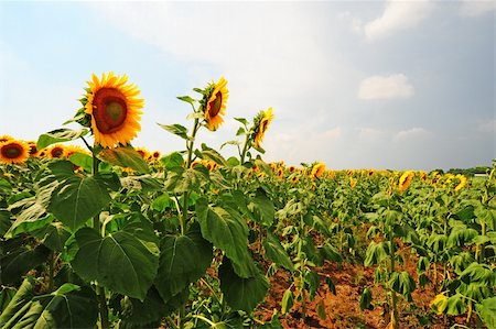 simsearch:400-04996406,k - Close-up Of The Big Sunflower In a Field Stock Photo - Budget Royalty-Free & Subscription, Code: 400-04380178