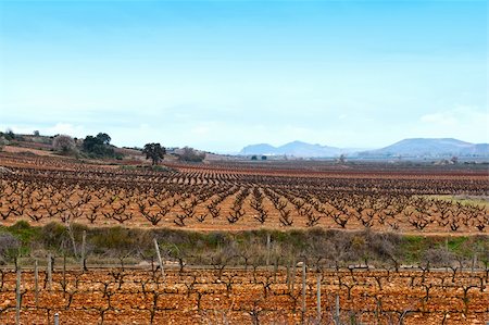 simsearch:400-05711931,k - Rows of Vines on The Field in Spain in Early Spring Stock Photo - Budget Royalty-Free & Subscription, Code: 400-04380179