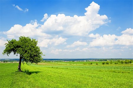 Tree on green meadow Stock Photo - Budget Royalty-Free & Subscription, Code: 400-04380621