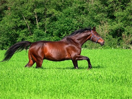 stallion - running bay horse in green meadow Stock Photo - Budget Royalty-Free & Subscription, Code: 400-04381337