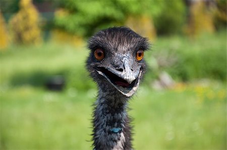 portrait of emu Stock Photo - Budget Royalty-Free & Subscription, Code: 400-04381409