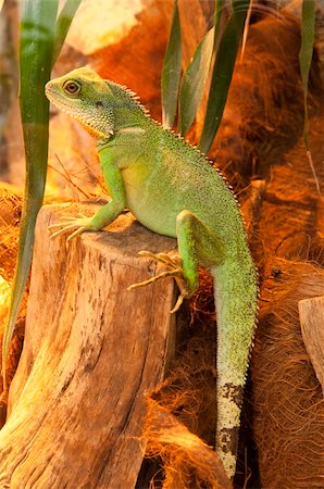 simsearch:400-05181065,k - Agama sitting on the branch Stock Photo - Budget Royalty-Free & Subscription, Code: 400-04381411