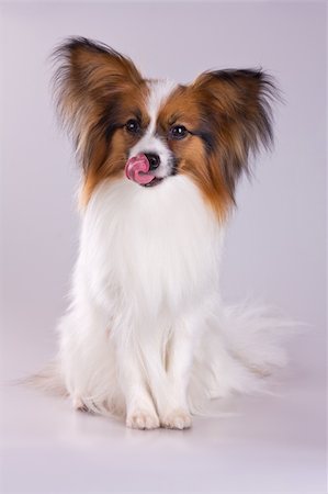 dog licking nose - Dog of breed papillon on a gray background Stock Photo - Budget Royalty-Free & Subscription, Code: 400-04381438