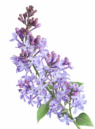Lilac branch isolated on a white background Stock Photo - Budget Royalty-Free & Subscription, Code: 400-04382707