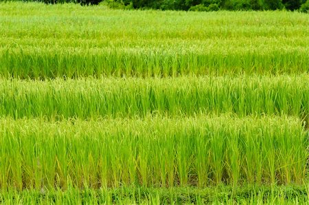 Green rice field in Thailand Stock Photo - Budget Royalty-Free & Subscription, Code: 400-04382869