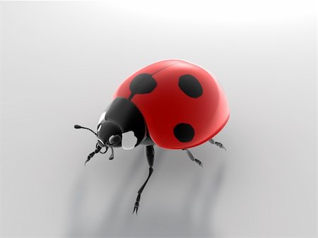 simsearch:400-04920020,k - ladybug Foto de stock - Super Valor sin royalties y Suscripción, Código: 400-04383888