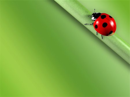 simsearch:400-04920020,k - ladybug Foto de stock - Super Valor sin royalties y Suscripción, Código: 400-04383896