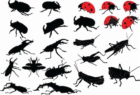 insects collection - vector Photographie de stock - Aubaine LD & Abonnement, Code: 400-04394228