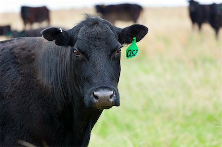 simsearch:400-05135877,k - A black female cow in a pasture Photographie de stock - Aubaine LD & Abonnement, Code: 400-04394479