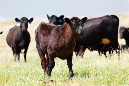 simsearch:400-05135877,k - A brown calf in a pasture Photographie de stock - Aubaine LD & Abonnement, Code: 400-04394480