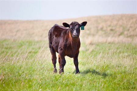 simsearch:400-05135877,k - A brown calf in a pasture Photographie de stock - Aubaine LD & Abonnement, Code: 400-04394481