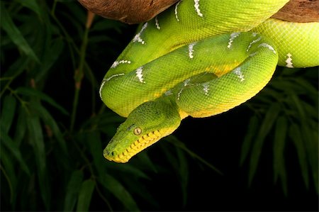 Emerald Tree Boa (Corallus caninus) coiled on tree branch. Stock Photo - Budget Royalty-Free & Subscription, Code: 400-04395043